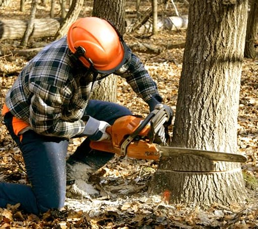 Tree Removal in Olmitz, KS